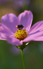 Bee on yellow pollen of pink flower