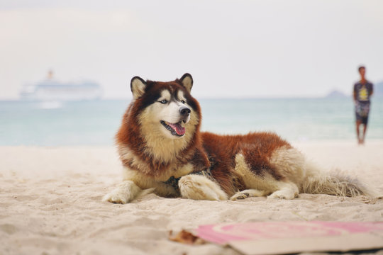 Beautiful dog lies on sand against background of sea, behind an out-of-focus man and ship. Husky pulled out her tongue, hot, lying under the shade of trees