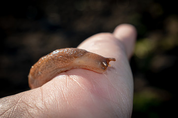 snail without shell (limax), held in the palm. harmful to vegetable crops.close up.