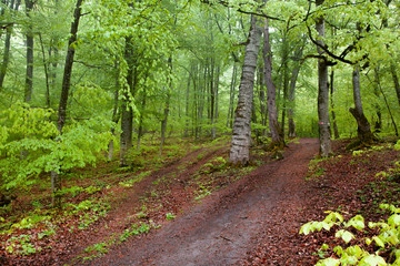 green trees with road in forest