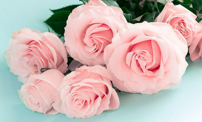 Pink fresh roses on a blue background.Selective focus.