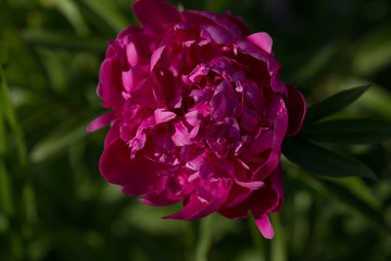 Pink flower Peony blooming