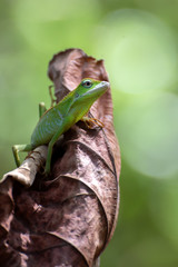 Bronchocela jubata, commonly known as the maned forest lizard