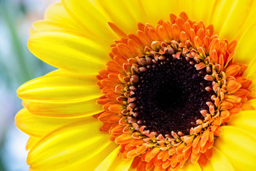 Gerbera flower - macro photography red, yellow, orange, pink with detail of Gerbera flower with another blurred flower in the background.