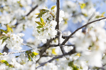 Beautiful nature scene with blooming tree.  flowering spring trees.Spring blossom background