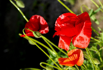 Red poppies in the garden
