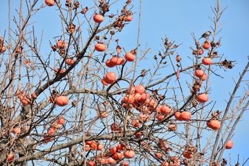 Arbol del caqui lleno de sus frutos al final del verano