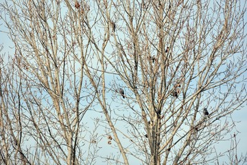 Gran árbol con multitud de pájaros en sus ramas en invierno