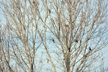 Gran árbol con multitud de pájaros en sus ramas en invierno