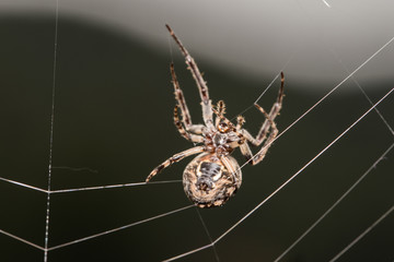 Weaving a Web