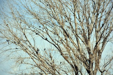 Gran árbol con multitud de pájaros en sus ramas en invierno