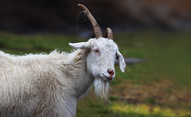 Portrait of a white goat, with horns curved in different directions, and beard  