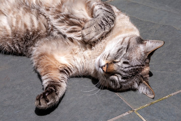 Gato Bernardo IMG_0376
