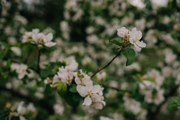 flowers of apple tree