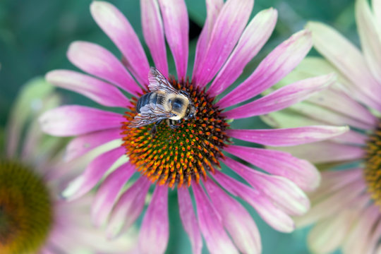 Close up of solitary leaf cutter bee gathering pollen on pink coneflower  (echinacea) with soft focus flowers and abstract green foliage in background.