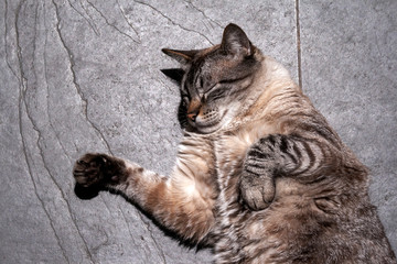 Gato Bernardo IMG_0379