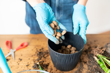 House gardening concept, woman plants houseplants