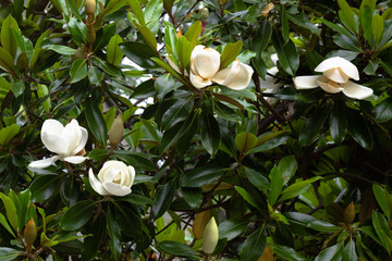 white magnolia flower on a tree Nature background © Nadezhda