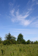 field and sky