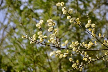 branches with blooming catkins in a willow