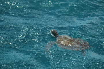 one brown sea turtle swims in the azure ocean