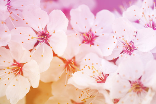 Bright spring floral background with white flowering branches, soft focus, toned
