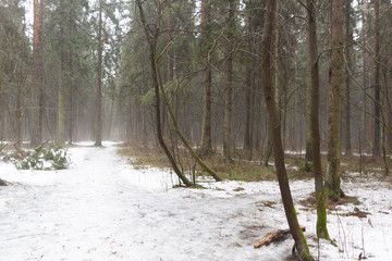 Cloudy rainy day in forest in early spring with melting snow on the path, naked ground and mist among trees