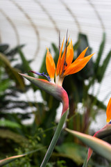 Obraz premium Bird of Paradice flower in a botanical Garden green house in Scotland