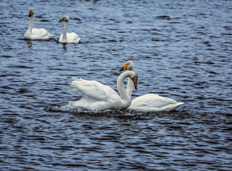 Obraz premium married couple of adult swans on the lake