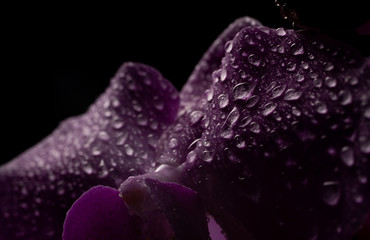 Purple Orchid flowers with water drops on a dark background with smoke and particles