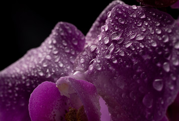 Purple Orchid flowers with water drops on a dark background with smoke and particles