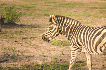 Zebra portrait