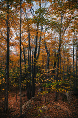 Obraz premium Catskills Mountains Fall Foliage Hike