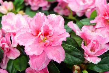Pink flowers of room terry azalea(Rhododendron), macro photo, horizontal.