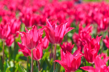 Closeup of pink tulips flowers with green leaves in the park outdoor.