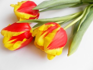 bouquet of tulips on white background