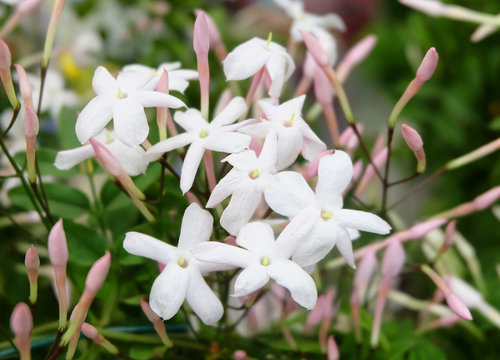 Multiflora jasmine (Jasminum polyanthum), blooming with white flowers and pink buds, a winding houseplant.