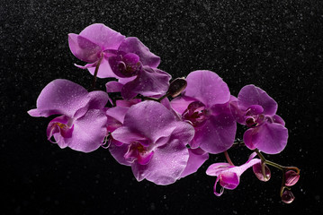 Purple Orchid flowers with water drops on a dark background with smoke and particles