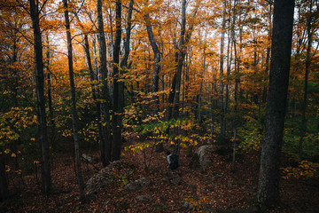 Catskills Mountains Fall Foliage Hike