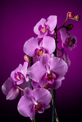 Naklejka na ściany i meble Purple Orchid flowers with water drops on a dark background with smoke and particles