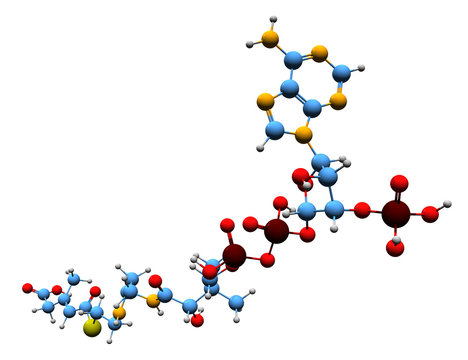 3D image of 3-Methylglutaconyl-CoA skeletal formula - molecular chemical structure of MG-CoA isolated on white background