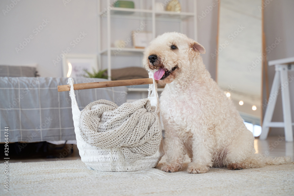 Canvas Prints Curly haired dog located in the apartment. Irish soft-haired wheat Terrier has special coat-exceptionally silky, soft, and unique color. Beautiful white interior, fashionable style