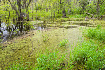 Heavy spring rains create vernal pond habitats for reptiles, amphibians and other wildlife.