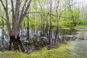 Heavy spring rains create vernal pond habitats for reptiles, amphibians and other wildlife.