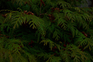 Fototapeta na wymiar ferns in the forest