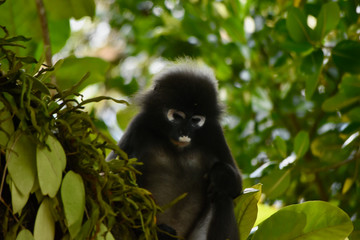 Brillenlangur