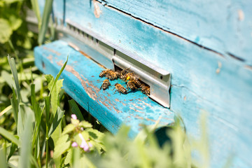 Obraz na płótnie Canvas Bees fly out of evidence. Bees collect nectar