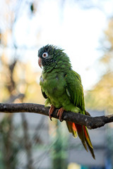 Philippine green parrot or as picoy sitting on a branch.