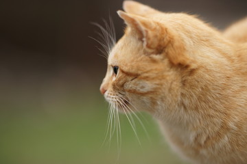 Cute ginger cat portrait in profile outdoor.
