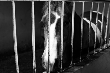 Cavalo triste preso no estábulo em preto e branco